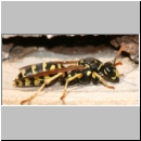 Polistes dominula - Haus-Feldwespe w18.jpg
